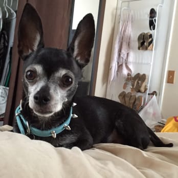 Barkley's Dog Wash - My lil chi Maddox - Pet Groomers Near Me - North Palm Beach, Florida