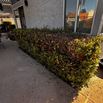 Xpert Landscape - BEFORE Backyard - Landscaping Near Me Xpert Landscape - BEFORE Backyard - Landscaping Near Me