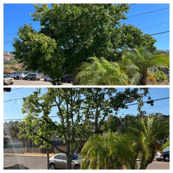 Felix Perez Tree Service - Before and after. - Tree Services Near Me Felix Perez Tree Service - Before and after. - Tree Services Near Me