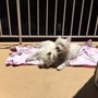 Photo of Teacher's Pet Dog Training