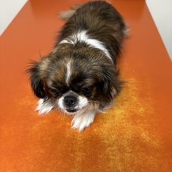 Osborne Animal Clinic