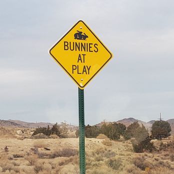 Pantera Bunny Ranch Pantera Bunny Ranch