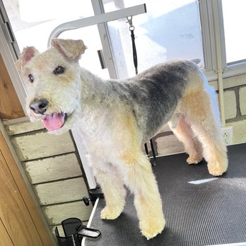 rita's dog groom - Welsh Terrier grooming.. - Pet Groomers Near Me rita's dog groom - Welsh Terrier grooming.. - Pet Groomers Near Me