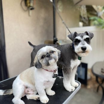 Paloma’s Mobile Dog Grooming - Pet Groomers Near Me Paloma’s Mobile Dog Grooming - Pet Groomers Near Me