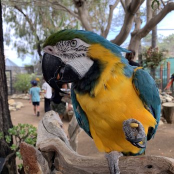 Free Flight - Good vibe bird 1 - Animal Shelters Near Me - Del Mar, California Free Flight - Good vibe bird 1 - Animal Shelters Near Me - Del Mar, California