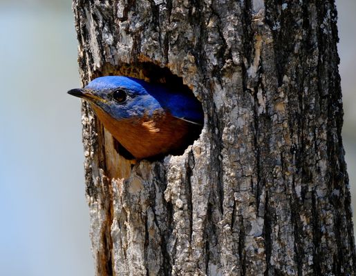 Heard Natural Science Museum & Wildlife Sanctuary by null