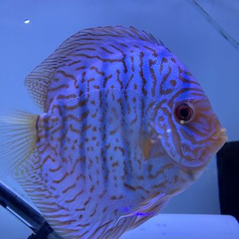 Aquarium City - Aquarium Services Near Me - Canoga Park, California