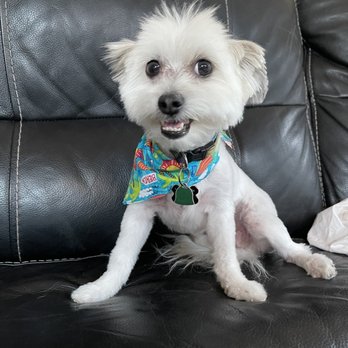 What the Fluff - After - Pet Groomers Near Me - Kent, Washington What the Fluff - After - Pet Groomers Near Me - Kent, Washington