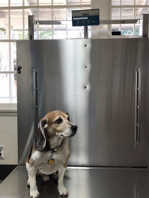 Alondra Animal Hospital by null