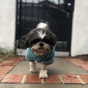 TrueCare for pets - Koochooloo - Veterinarians Near Me - Studio City, California TrueCare for pets - Koochooloo - Veterinarians Near Me - Studio City, California