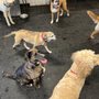 Photo of Dogtopia of New Orleans