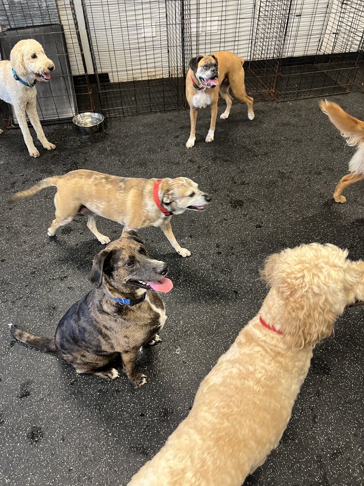 DOGTOPIA OF NEW ORLEANS Updated January 2026 41 Photos & 26 Reviews