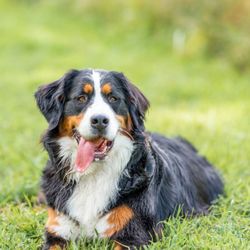 Unleashed Canine Obedience - We can help you not only have a well mannered pup, but a dog that can happily adapt to any situation!