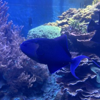 Waikiki Aquarium - Aquarium - Aquariums Near Me - Honolulu, Hawaii Waikiki Aquarium - Aquarium - Aquariums Near Me - Honolulu, Hawaii