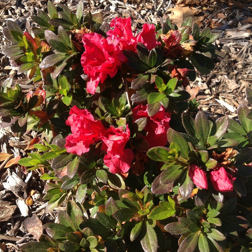 Temple City Park - Photo taken 1/12/2016 - Temple City Park (#3) - Parks Near Me - Temple City, California Temple City Park - Photo taken 1/12/2016 - Temple City Park (#3) - Parks Near Me - Temple City, California