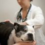 Photo of St. Francis Animal Hospital