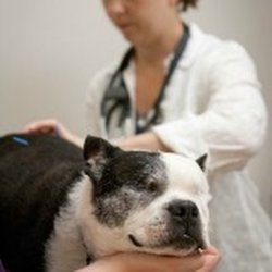 St. Francis Animal Hospital - Acupuncture involves the insertion of thin sterile needles into specific points in the body to produce a therapeutic effect.