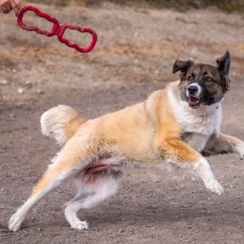 Draper City Dog Park - Dog Parks Near Me - Draper, Utah