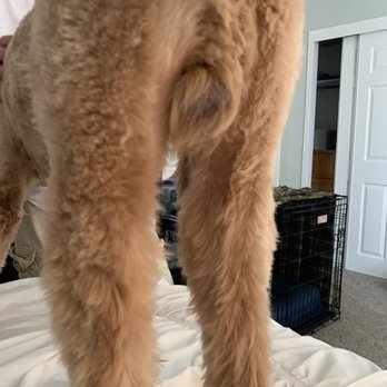 Happy Tails - Sanitary region not touched - Pet Groomers Near Me - Chicago, Illinois