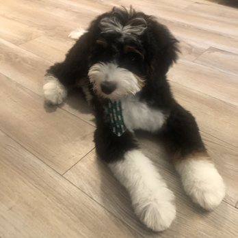 GROOM! Salon - After cut - Bernedoodle - Pet Groomers Near Me - Silver Spring, Maryland