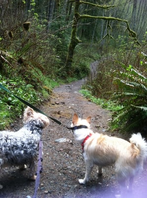 Twin Falls Trailhead by null