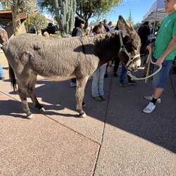 The Donkeys Of The Heart - Alfred the donkey