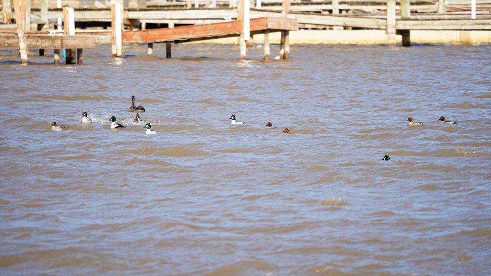 Wilson Tuscarora State Park Logo
