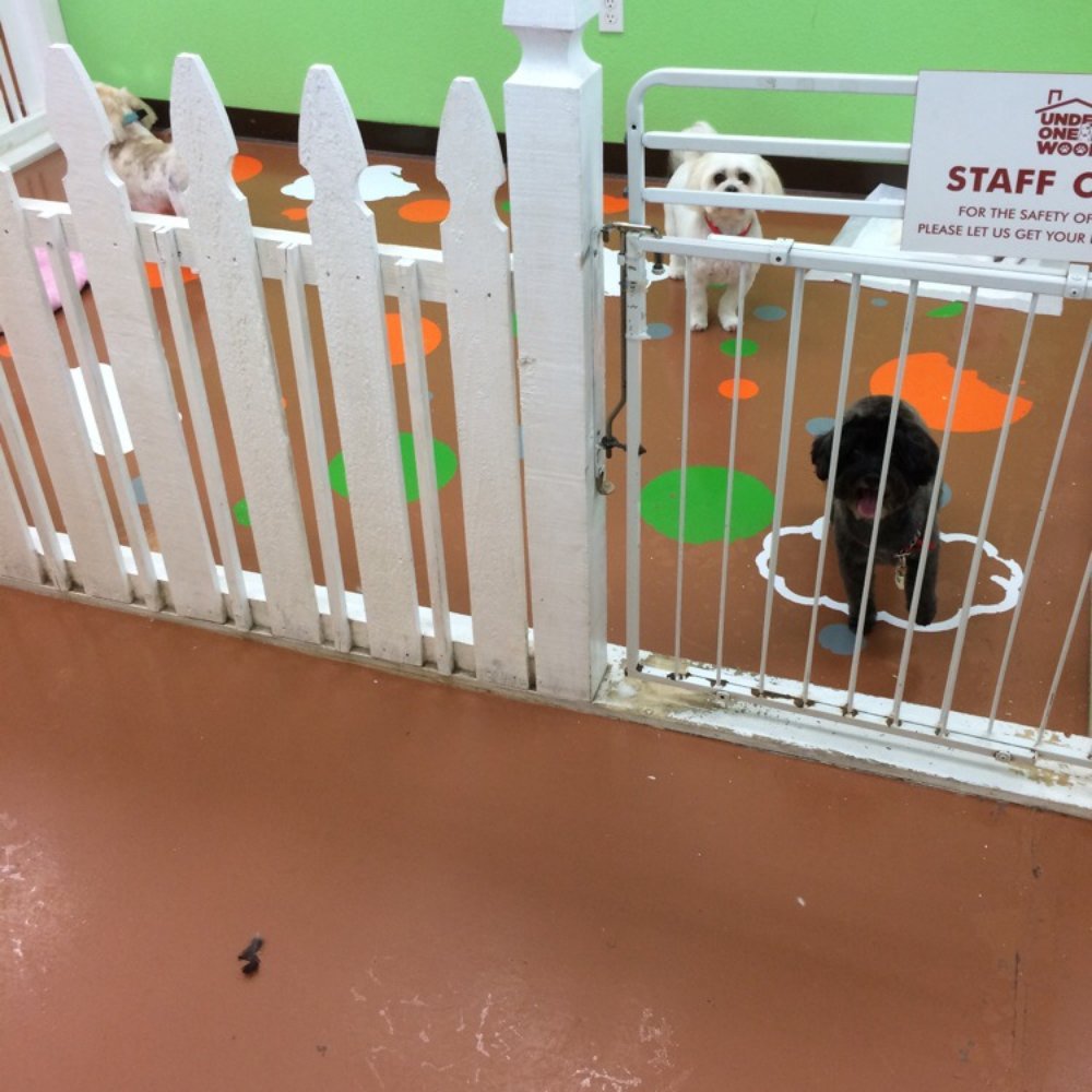 Under One Woof - Pet Groomers Near Me - Alameda, California Under One Woof - Pet Groomers Near Me - Alameda, California
