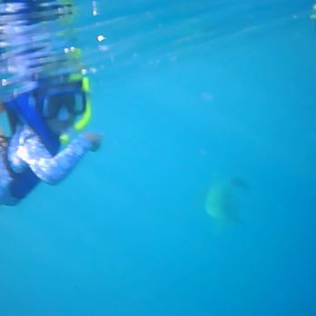 Island Splash Tours - Seeing turtles - Boat Tours Near Me - Honolulu, Hawaii