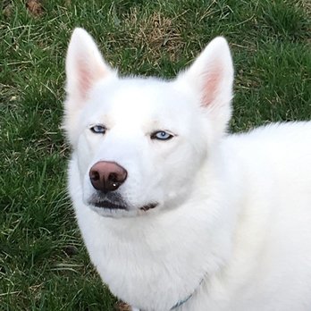 Stickory - Pet Sitting Near Me - Findlay, Ohio Stickory - Pet Sitting Near Me - Findlay, Ohio