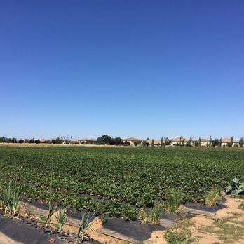 Sun Strawberry - So beautiful here - Fruits & Veggies Near Me - Elk Grove, California Sun Strawberry - So beautiful here - Fruits & Veggies Near Me - Elk Grove, California