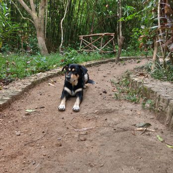 Sanctuaria Treehouses - 12.3o.18 Buhay knows we're leaving so he's in laying in the middle of the road awww... - Bed & Breakfast Near Me - Busuanga, PLW