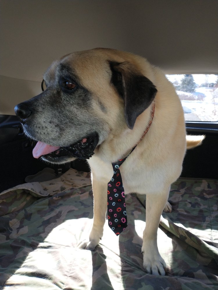 DURANGO PET RESORT Updated September 2024 26 Reviews 35 Design