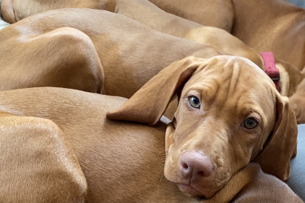 CARLSON VIZSLAS Updated September 2024 Request Information 16 Photos Plymouth, Minnesota