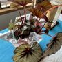 Photo of Plantpacity