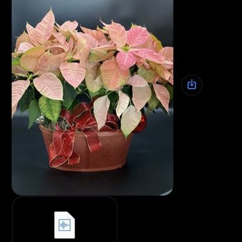 Magical Blooms - Pointsettia plus image of texted voicemail - Florists Near Me - Redondo Beach, California Magical Blooms - Pointsettia plus image of texted voicemail - Florists Near Me - Redondo Beach, California