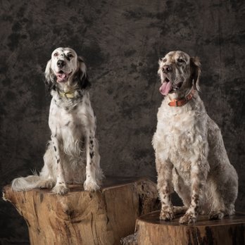 Top Dogs & Clever Cats - Jazz and Scout - Pet Photography Near Me Top Dogs & Clever Cats - Jazz and Scout - Pet Photography Near Me