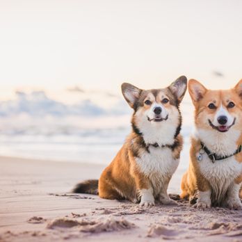 Florida Veterinary Referral Center - Veterinarians Near Me - Estero, Florida Florida Veterinary Referral Center - Veterinarians Near Me - Estero, Florida