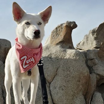Eagle Rock Hike - @Zoeythewhiteshepsky - Hiking Near Me - Warner Springs, California Eagle Rock Hike - @Zoeythewhiteshepsky - Hiking Near Me - Warner Springs, California