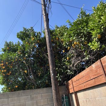 J Rodriguez Tree Care Maintenance - Tree Services Near Me J Rodriguez Tree Care Maintenance - Tree Services Near Me