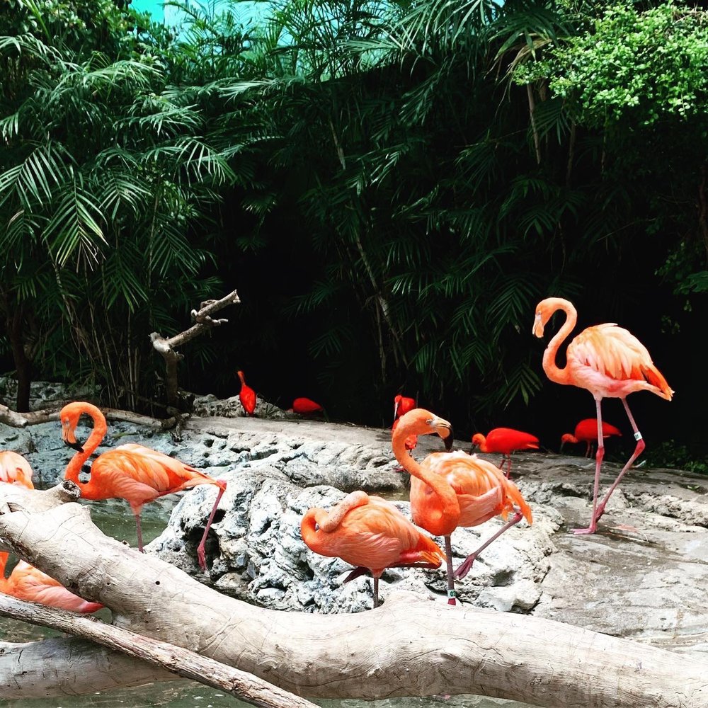 Texas State Aquarium - Flamingos! - Aquariums Near Me - Corpus Christi, Texas Texas State Aquarium - Flamingos! - Aquariums Near Me - Corpus Christi, Texas