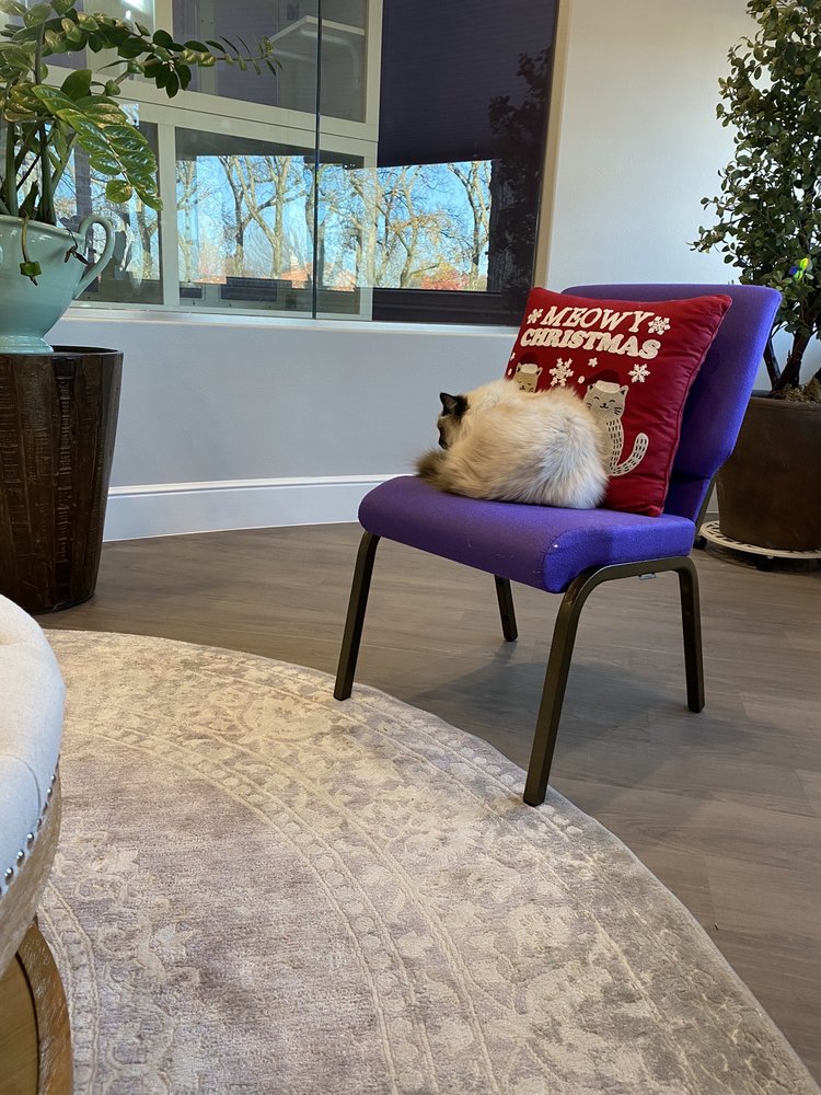 KITTEN TO CAT HOSPITAL - Updated August 2024 - 15 Reviews - 711 E