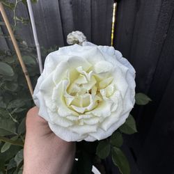 Hardin's Nursery - Pope John Paul II