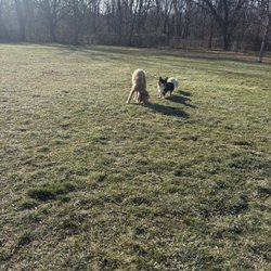 Ballenger Creek Dog Park - This is the fenced area for small dogs shown with a poodle that is scared of his shadow.