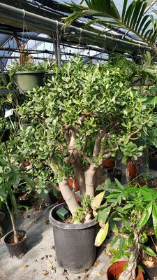 Jrn Nursery 4809 Breen Dr Houston Tx Nurseries Mapquest Jrn Nursery 4809 Breen Dr Houston Tx