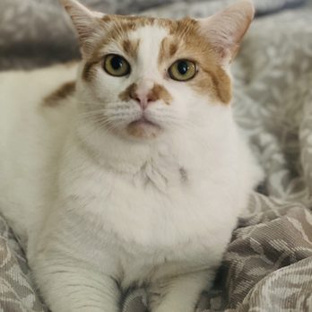 A Country Veterinary Clinic - My sweet little princess. Only 7 years old! - Veterinarians Near Me - Wilmington, North Carolina A Country Veterinary Clinic - My sweet little princess. Only 7 years old! - Veterinarians Near Me - Wilmington, North Carolina