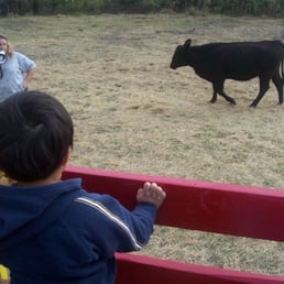 on the hayride into the cowpatch (don't worry there were a lot more cows than shown in this pic)