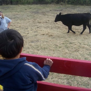 Conner's A-Maize-Ing Acres - on the hayride into the cowpatch (don't worry there were a lot more cows than shown in this pic) - Venues & Event Spaces Near Me - Hilliard, Florida