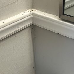 Bugs along the molding.