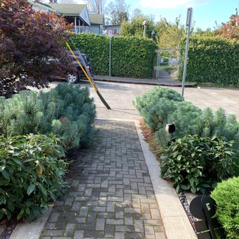 Pacifica Landscapes - "Miniature" euphorbias - Landscaping Near Me - Seattle, Washington Pacifica Landscapes - "Miniature" euphorbias - Landscaping Near Me - Seattle, Washington